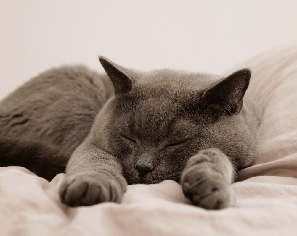 효과적인 수면 보조제 비교 가이드 – 최고의 선택 찾기!