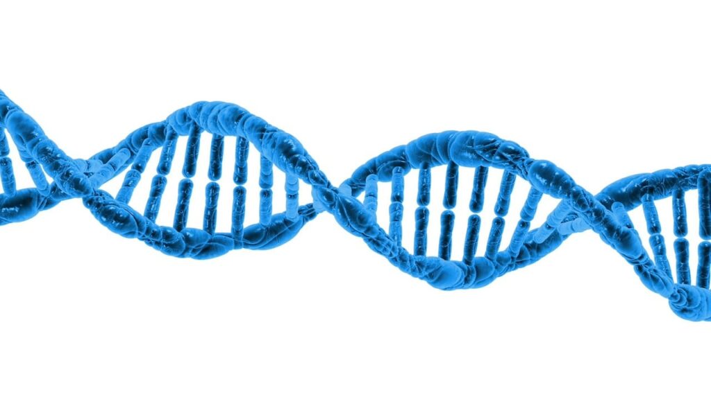 NMN 영양제와 NAD 연구 – 항노화와 세포 에너지 관련 DNA 구조