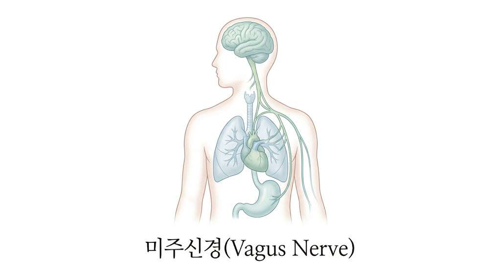 소마틱 힐링(Somatic Healing) 미주신경(Vagus Nerve) 경로 및 자율신경계 조절 일러스트
